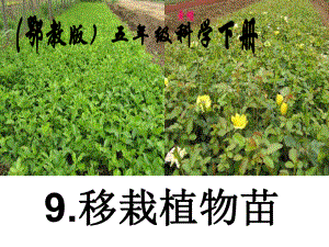 鄂教版科學(xué)五下《移栽植物苗》PPT課件