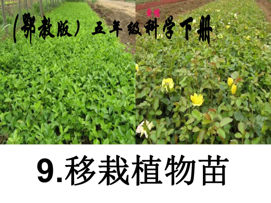 鄂教版科學(xué)五下《移栽植物苗》PPT課件_第1頁