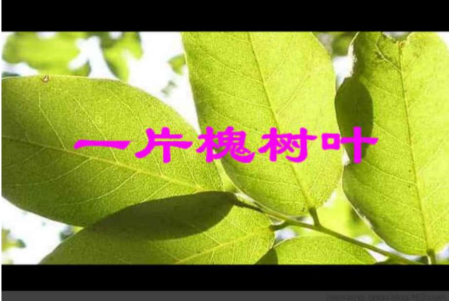 《一片槐樹葉》教學(xué)課件_第1頁