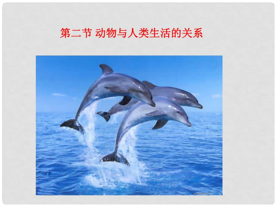 山東省聊城莘縣翰林中學(xué)八年級生物上冊 動物與人類生活的關(guān)系課件 新人教版_第1頁