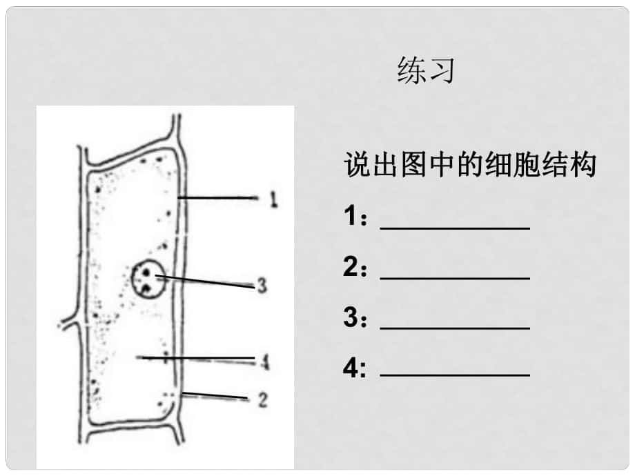 浙江省溫州市平陽縣鰲江鎮(zhèn)第三中學七年級科學上冊 第四節(jié) 細胞課件 浙教版_第1頁