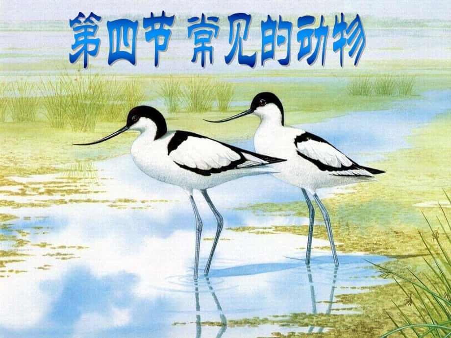 浙江省永嘉縣大若巖鎮(zhèn)七年級科學(xué) 常見的動物課件 浙教版_第1頁