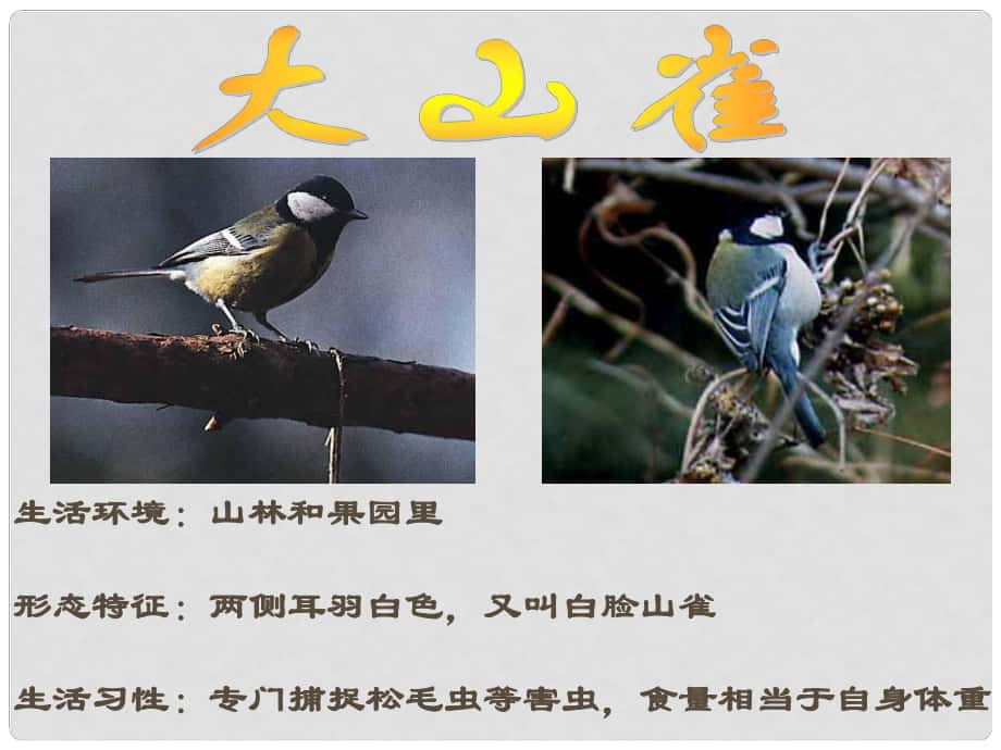 九年級生物 鳥類的多樣性3 課件_第1頁