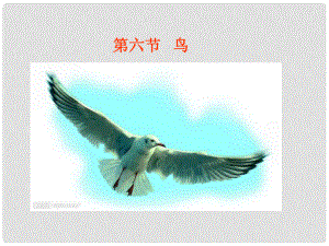 湖北省北大附中武汉为明实验学校八年级生物上册 5.1.6 鸟 （新版）新人教版