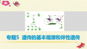 高考生物二輪復(fù)習(xí) 考前三個月 專題5 遺傳的基本規(guī)律和伴性遺傳 考點(diǎn)15 透過規(guī)律相關(guān)“比例”掌握規(guī)律內(nèi)容“實(shí)質(zhì)”課件