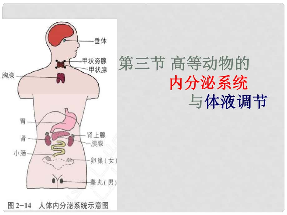 浙江省甌海區(qū)三溪中學(xué)高中生物 第二章 第3節(jié) 高等動(dòng)物的內(nèi)分泌系統(tǒng)與體液調(diào)節(jié)課件1 浙教版必修3_第1頁(yè)