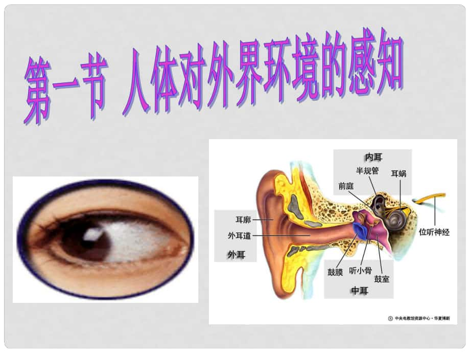 七年級生物下冊 第四單元 第六章 第1節(jié) 人體對外界環(huán)境的感知課件 新人教版_第1頁