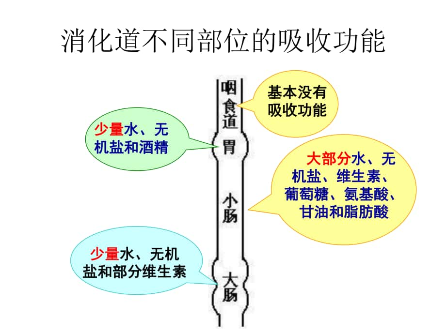 河北省遷安市楊店子鎮(zhèn)聯(lián)合中學(xué)七年級生物下冊 第一章 第三節(jié) 營養(yǎng)物質(zhì)的吸收和利用營養(yǎng)物質(zhì)的吸收課件 冀教版_第1頁