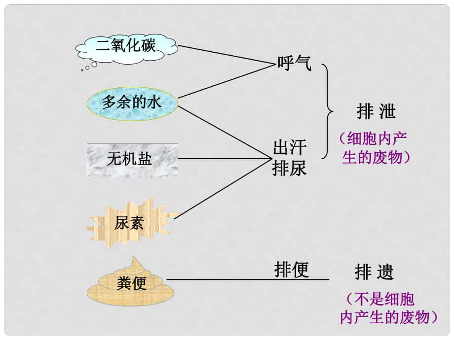 山東省濰坊高新技術(shù)產(chǎn)業(yè)開(kāi)發(fā)區(qū)浞景學(xué)校七年級(jí)生物下冊(cè) 第三單元 第四章 第一節(jié) 尿液課件 （新版）濟(jì)南版_第1頁(yè)