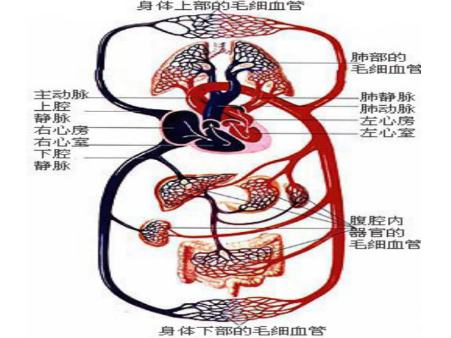 心脏与血液循环