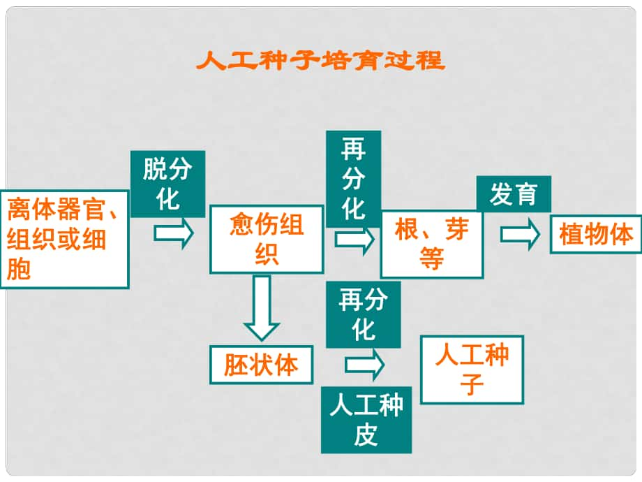 八年級生物上冊 第7單元 第19章 第1節(jié) 植物的生殖 人工種子培育過程課件 （新版）蘇科版_第1頁