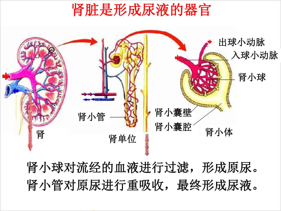 七年級生物下冊 第三單元 第四章 第一節(jié) 尿液的形成和排出 腎臟是形成尿液的器官課件 （新版）濟南版_第1頁