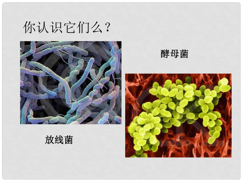 七年級(jí)生物上冊(cè) 第一章 第二節(jié) 認(rèn)識(shí)我們身邊的其他生物課件 （新版）北京版_第1頁