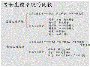 八年級(jí)生物上冊(cè) 第十章 第一節(jié) 人的生殖和發(fā)育 男女生殖系統(tǒng)的比較課件 （新版）北京版