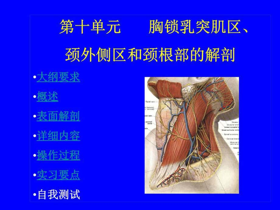 胸锁乳突肌区、颈外侧区及颈根部.ppt_第1页