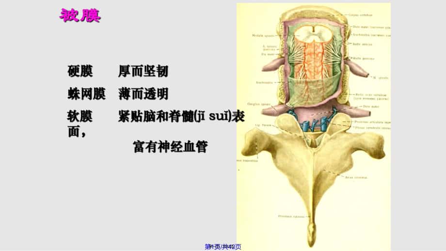 生物学脑和脊髓的被膜血管和脑脊液循环实用教案_第1页