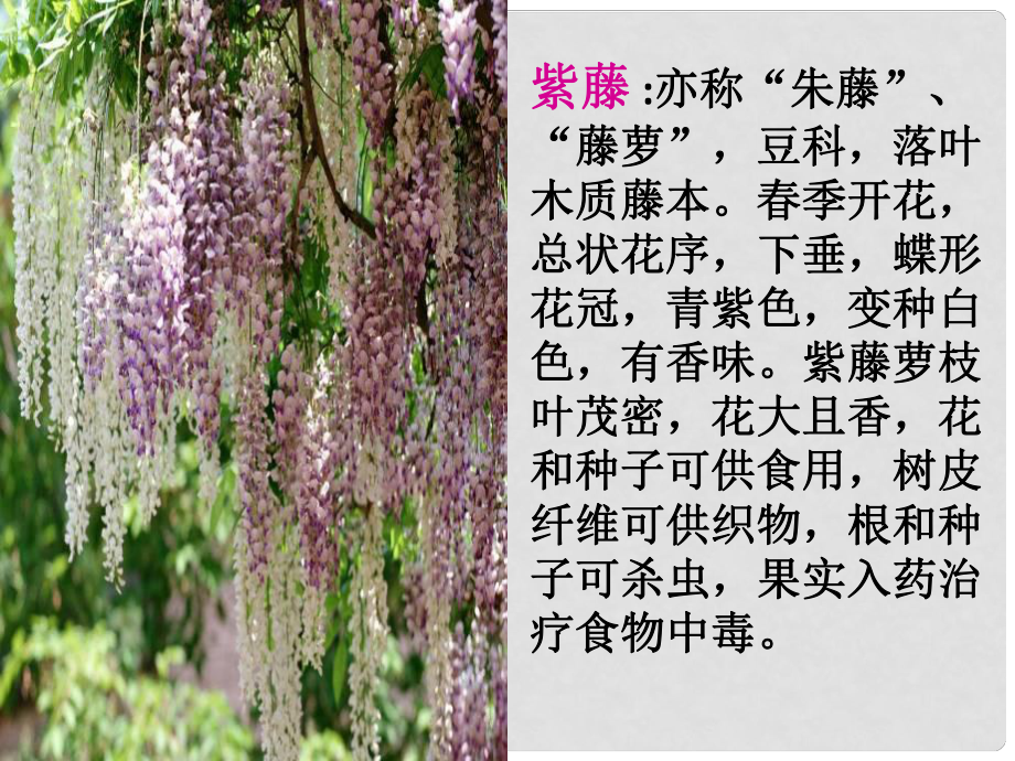 江蘇省丹徒縣高橋中學(xué)八年級語文下冊 第一單元 5《紫藤蘿瀑布》課件 （新版）蘇教版_第1頁