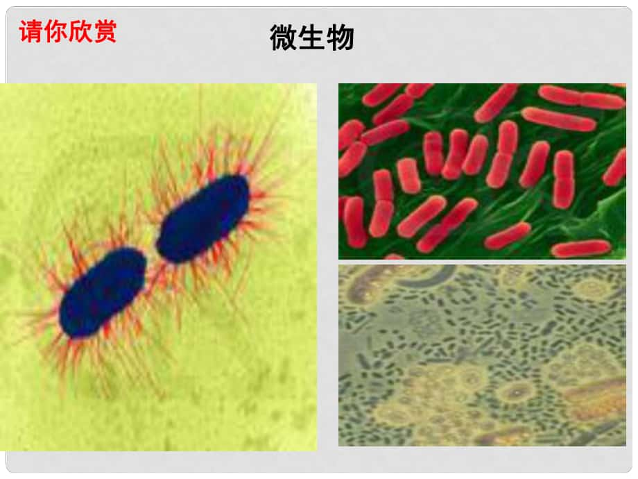 七年級(jí)道德與法治下冊(cè) 第八單元 珍愛(ài)生命 熱愛(ài)生活 第15課 呵護(hù)寶貴的生命 第1框《世界因生命而精彩》課件 魯人版六三制_第1頁(yè)