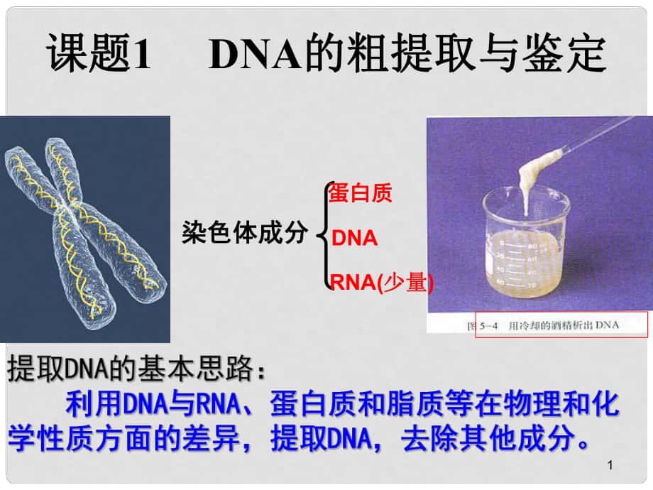 广东省台山市高中生物 专题五 DNA和蛋白质技术 5.1 DNA的粗提取和鉴定课件 新人教版选修1_第1页