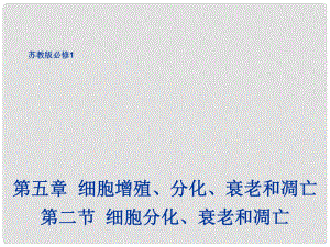 高中生物 第五章 细胞增殖、分化、衰老和凋亡 5.2 细胞分化、衰老和凋亡1课件 苏教版必修1