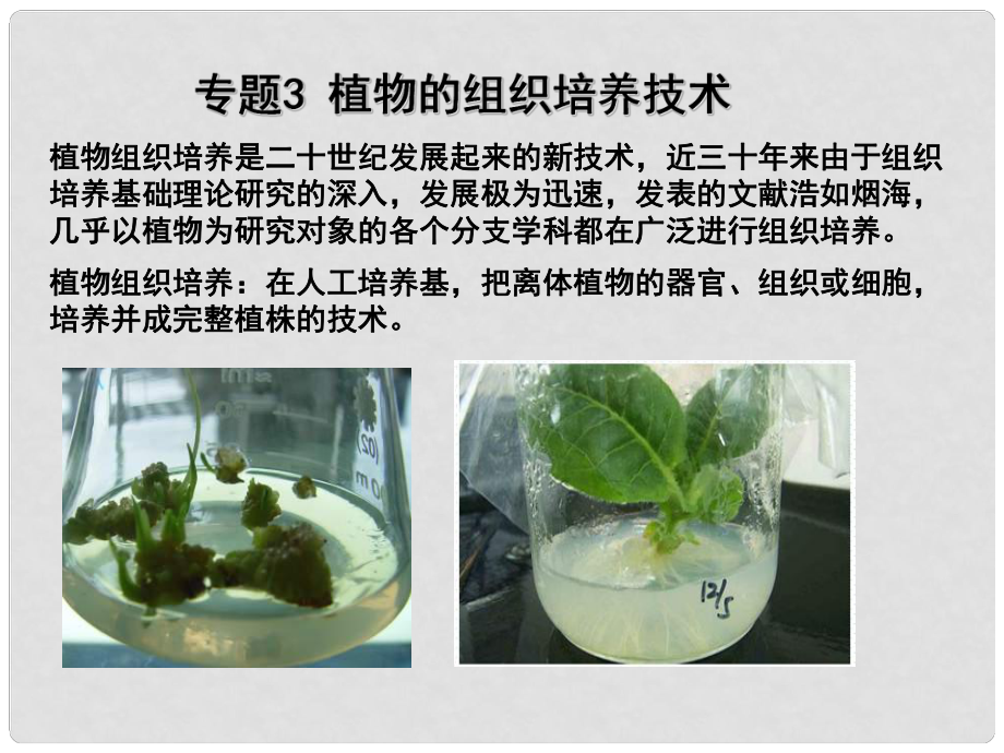 高中生物 專題3 植物的組織培養(yǎng)技術(shù) 課題3 菊花的組織培養(yǎng)課件 新人教版選修1_第1頁(yè)