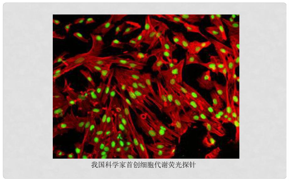 高考生物專題總復(fù)習(xí) 細(xì)胞的代謝課件_第1頁