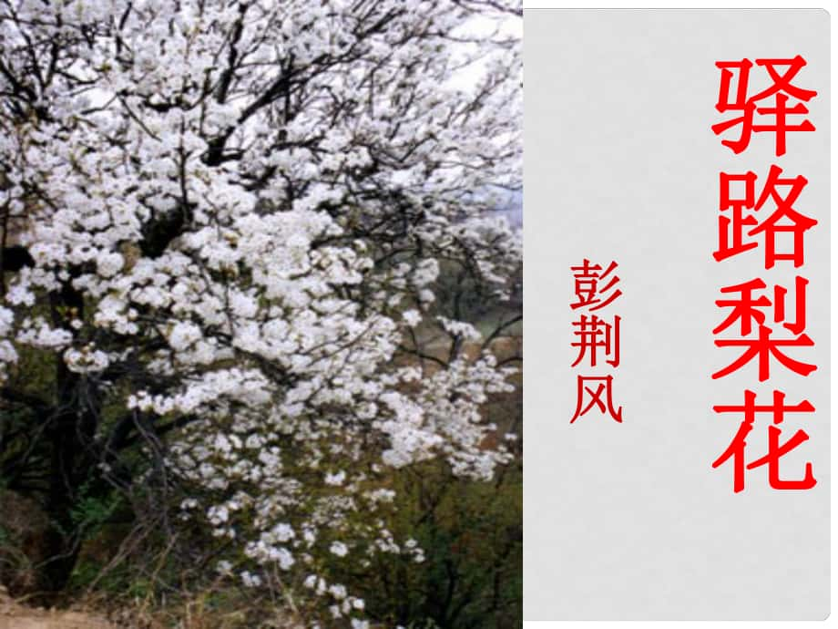 遼寧省恒仁滿(mǎn)族自治縣七年級(jí)語(yǔ)文下冊(cè) 14 驛路梨花課件 新人教版_第1頁(yè)