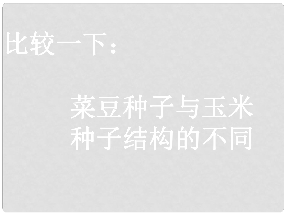 八年级生物上册 第三单元 第一章 第一节 种子萌发的过程 活动：菜豆种子与玉米种子结构的比较课件 冀少版_第1页