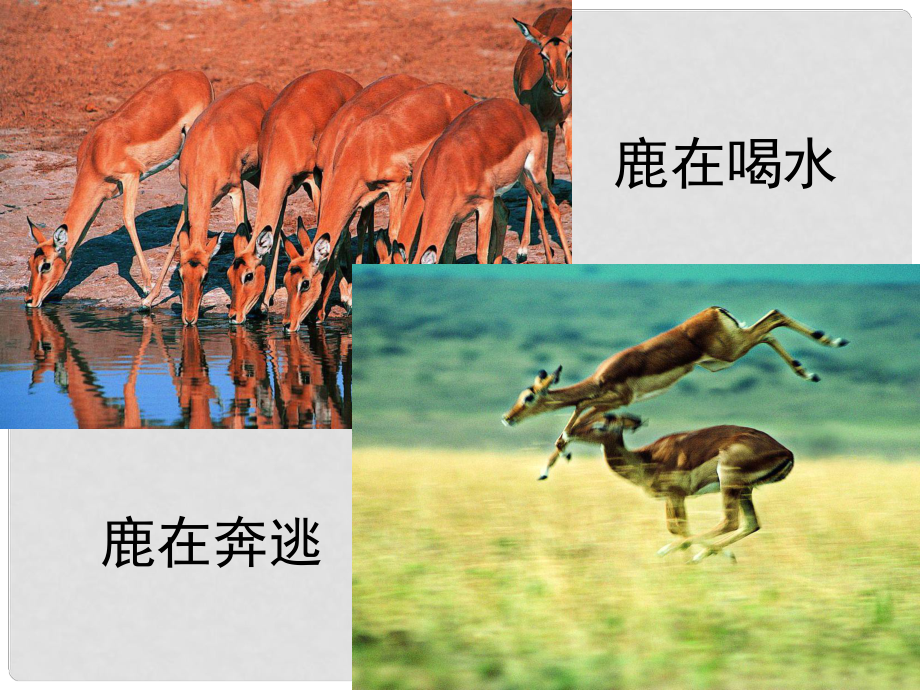 天津市八年级生物上册 5.2.1 动物的运动课件 （新版）新人教版_第1页