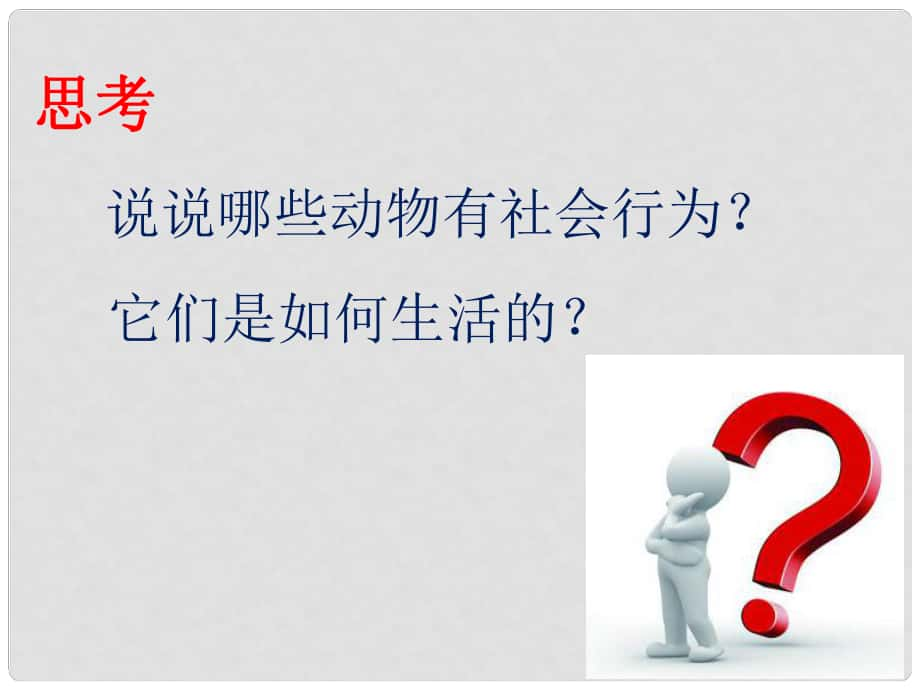 八年級生物上冊 第七單元 第二章 第三節(jié) 社會行為 動物的行為課件 魯科版五四制_第1頁