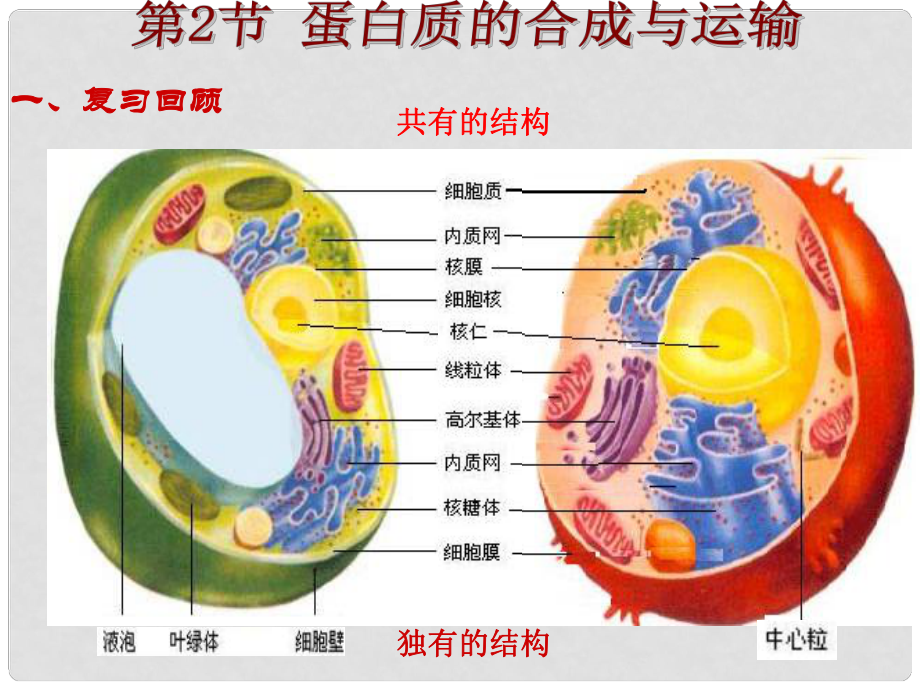 高中生物 第二單元 細(xì)胞的自我保障 第一章 細(xì)胞中的蛋白質(zhì) 第2節(jié) 蛋白質(zhì)的合成與運(yùn)輸課件 中圖版必修1_第1頁