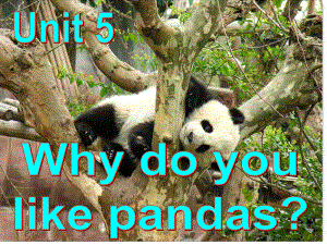 期七年級(jí)英語(yǔ)下冊(cè) Unit 5 Why do you like pandas（第3課時(shí)）(Grammar focus3c)課件 （新版）人教新目標(biāo)版