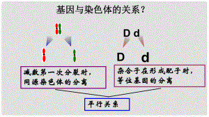 高中生物 第二章 基因和染色體的關系 第02節(jié) 基因與染色體的關系課件 新人教版必修2