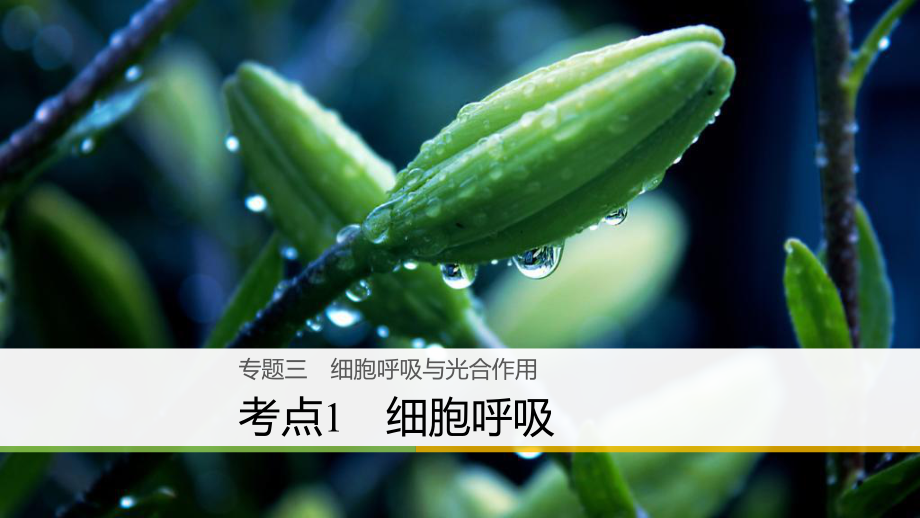 高三生物二輪專題復習 專題三 細胞呼吸與光合作用 考點1 細胞呼吸課件 新人教版_第1頁