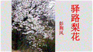 陜西省石泉縣七年級語文下冊 第四單元 14驛路梨花課件 新人教版