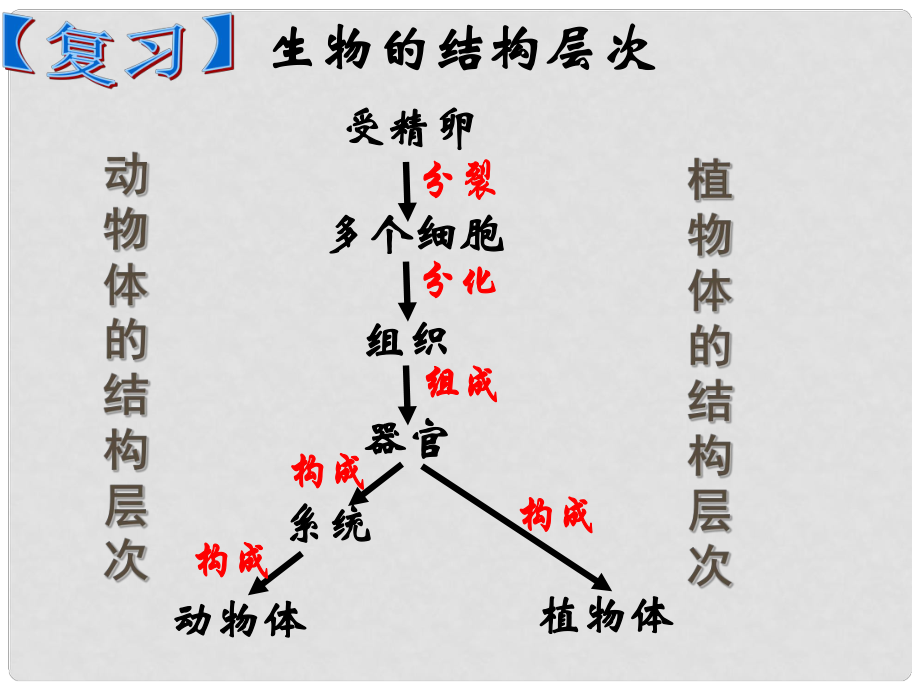 內(nèi)蒙古鄂爾多斯市七年級(jí)生物上冊(cè) 2.2.4單細(xì)胞生物課件1 （新版）新人教版_第1頁