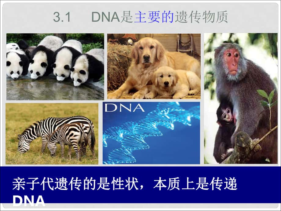 江西省南昌市高中生物 第三章 基因的本質(zhì) 3.1 DNA是主要的遺傳物質(zhì)課件 新人教版必修2_第1頁