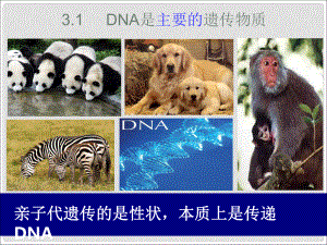 江西省南昌市高中生物 第三章 基因的本質 3.1 DNA是主要的遺傳物質課件 新人教版必修2