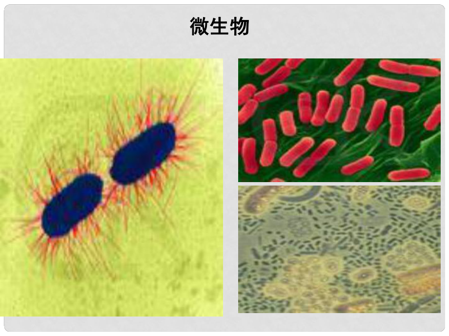 七年級(jí)道德與法治下冊(cè) 第八單元 珍愛生命 熱愛生活 第15課 呵護(hù)寶貴的生命 第1框 世界因生命而精彩課件 魯人版六三制_第1頁(yè)