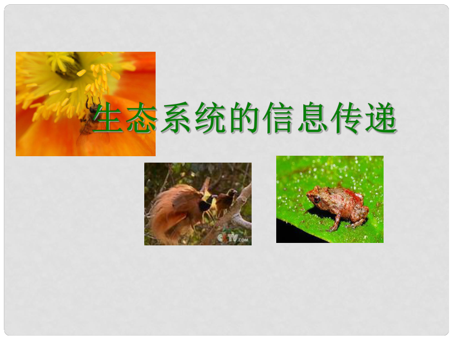 黑龍江省海林市高中生物 第五章 生態(tài)系統(tǒng)及其穩(wěn)定性 第4節(jié) 生態(tài)系統(tǒng)的信息傳遞課件 新人教版必修3_第1頁