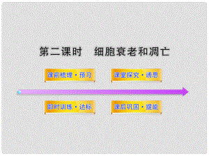 高中生物 第五章 細(xì)胞增殖、分化、衰老和凋亡 5.2.2 細(xì)胞衰老和凋亡課件 蘇教版必修1