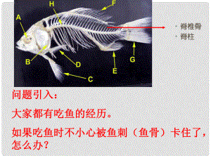 吉林省長(zhǎng)市八年級(jí)生物上冊(cè) 第五單元 第一章 各種環(huán)境中動(dòng)物課件 （新版）新人教版