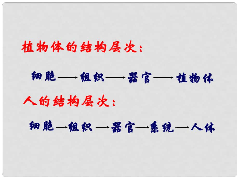 江蘇省如皋市七年級生物下冊 9.3單細(xì)胞的生物體課件 （新版）蘇科版_第1頁