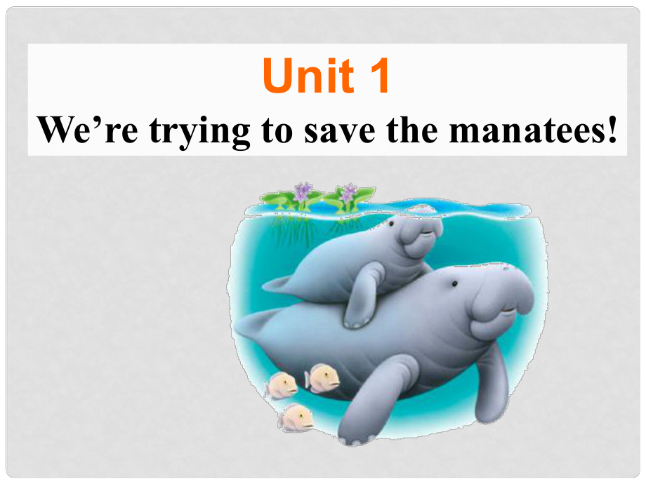 青海省师大二附中九年级英语 Unit15《We’re trying to save the manatees》课件（2）_第1页