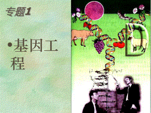 广东高中生物：《DNA重组技术的基本工具》课件（新人教选修3）