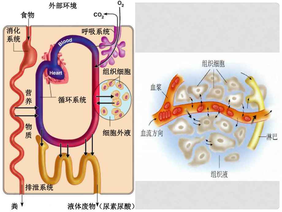 高中生物：水鹽、體溫調(diào)節(jié) 課件新人教版必修3_第1頁