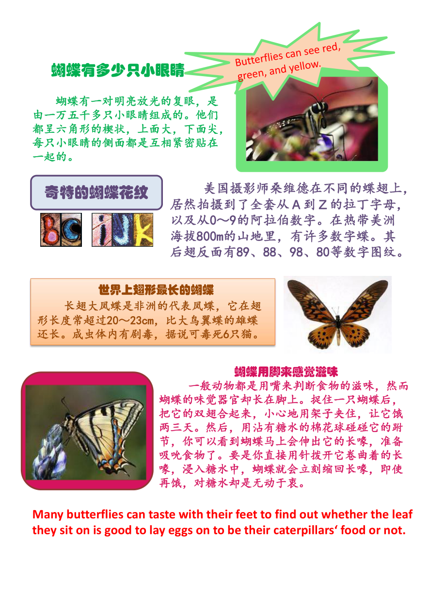 小学生英语阅读蝴蝶的介绍butterflyreading