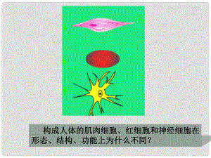 高中生物：細(xì)胞的分化癌變和衰老 課件蘇教版必修1