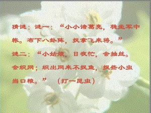 湖北省漢川市實(shí)驗(yàn)中學(xué)七年級(jí)語(yǔ)文上冊(cè) 綠色蟈蟈課件 人教新課標(biāo)版