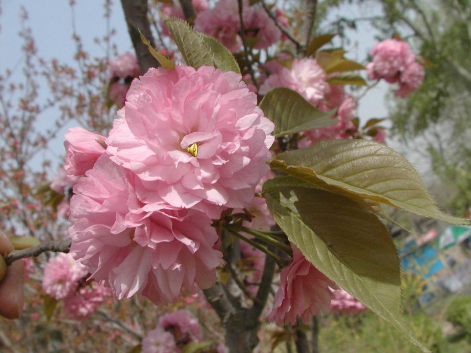 七年級地理下冊 第三章 走進(jìn)國家 第一節(jié) 日本（第二課時(shí)）課件 湘教版_第1頁